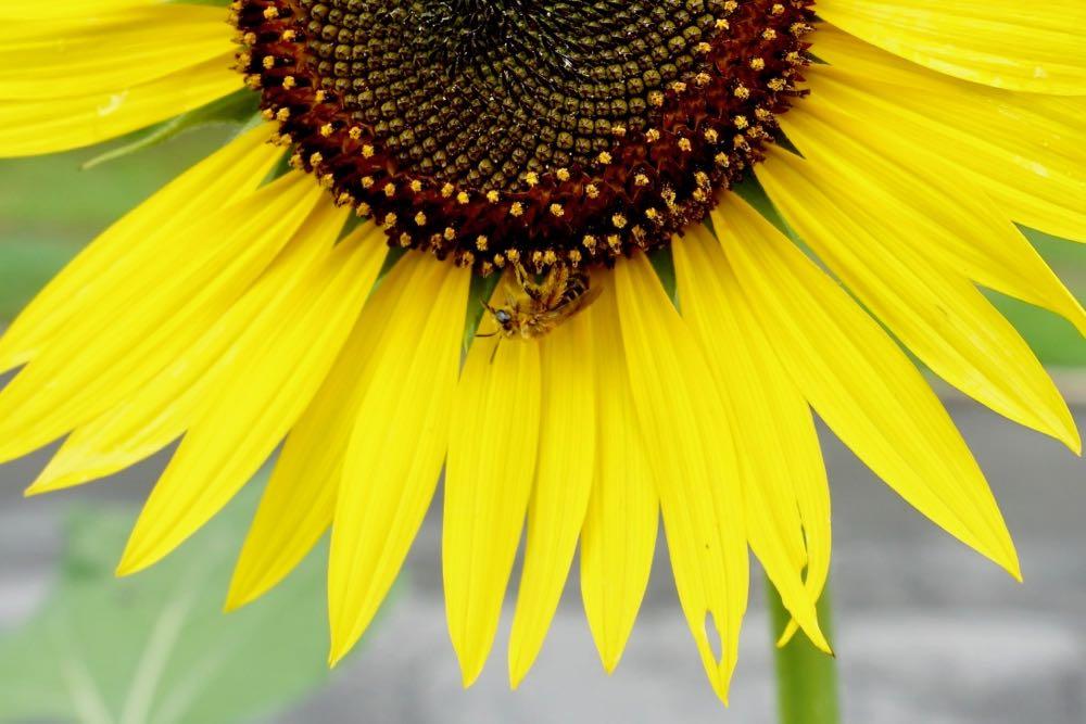 sunflower upside down bee 2018-07-23