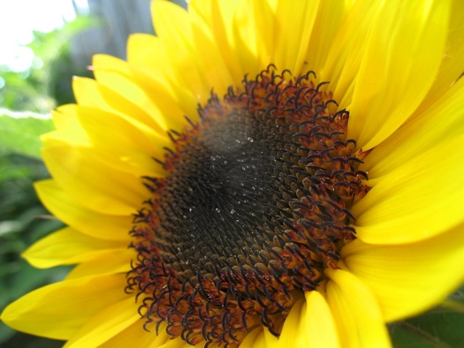 sunflower very closeup