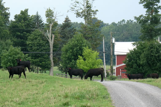 taghkanic_house_cows.jpg