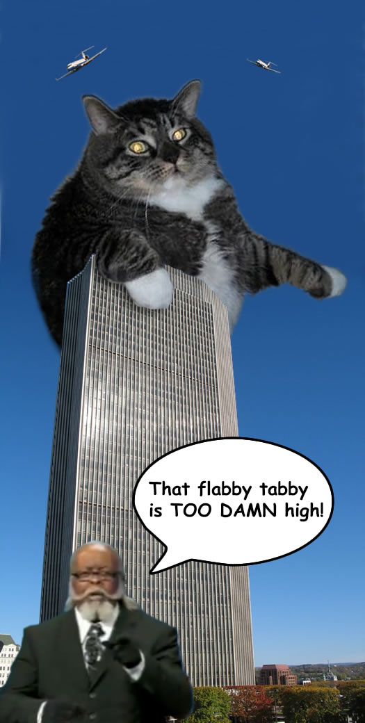 too damn high flabby tabby