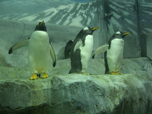 tennessee aquarium penguins