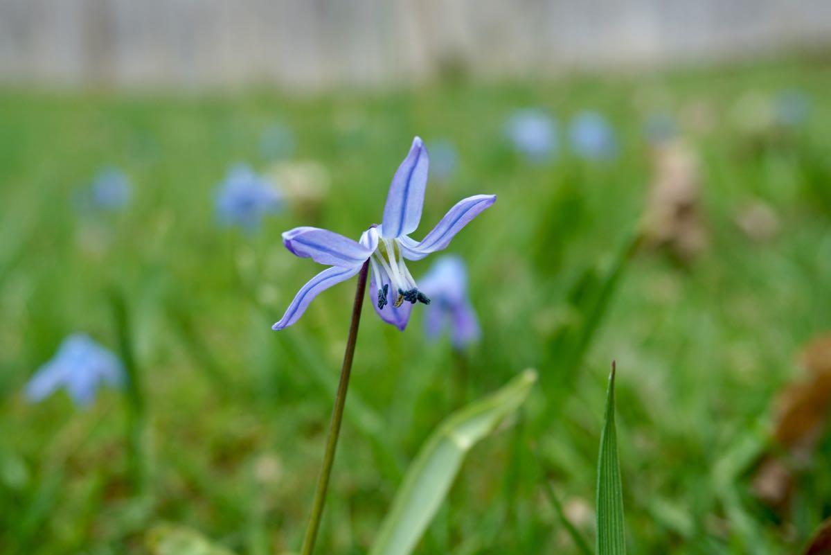 tiny blue spring flowers