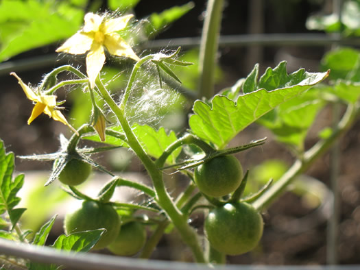 tomato blossom tiny tomatoes