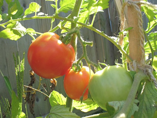tomatoes on vine