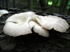 tree oyster mushroom
