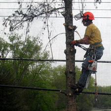 tree service guy in tree