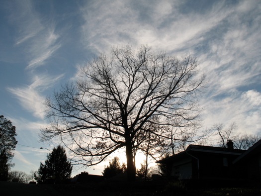 tree sun sky 2014-11-11