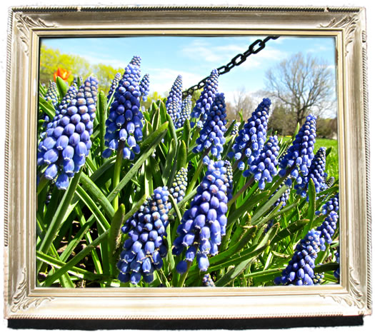 tulip_portraits_muscari.jpg