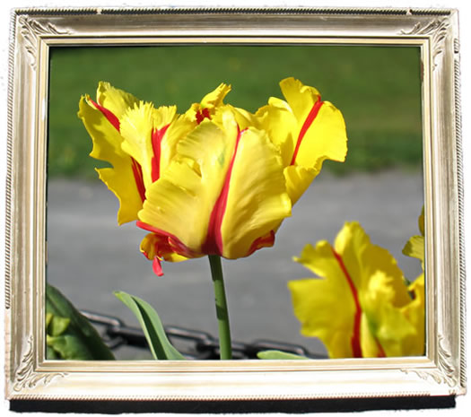 tulip_portraits_texas_flame.jpg