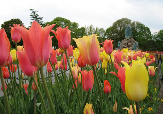 Washington Tulips