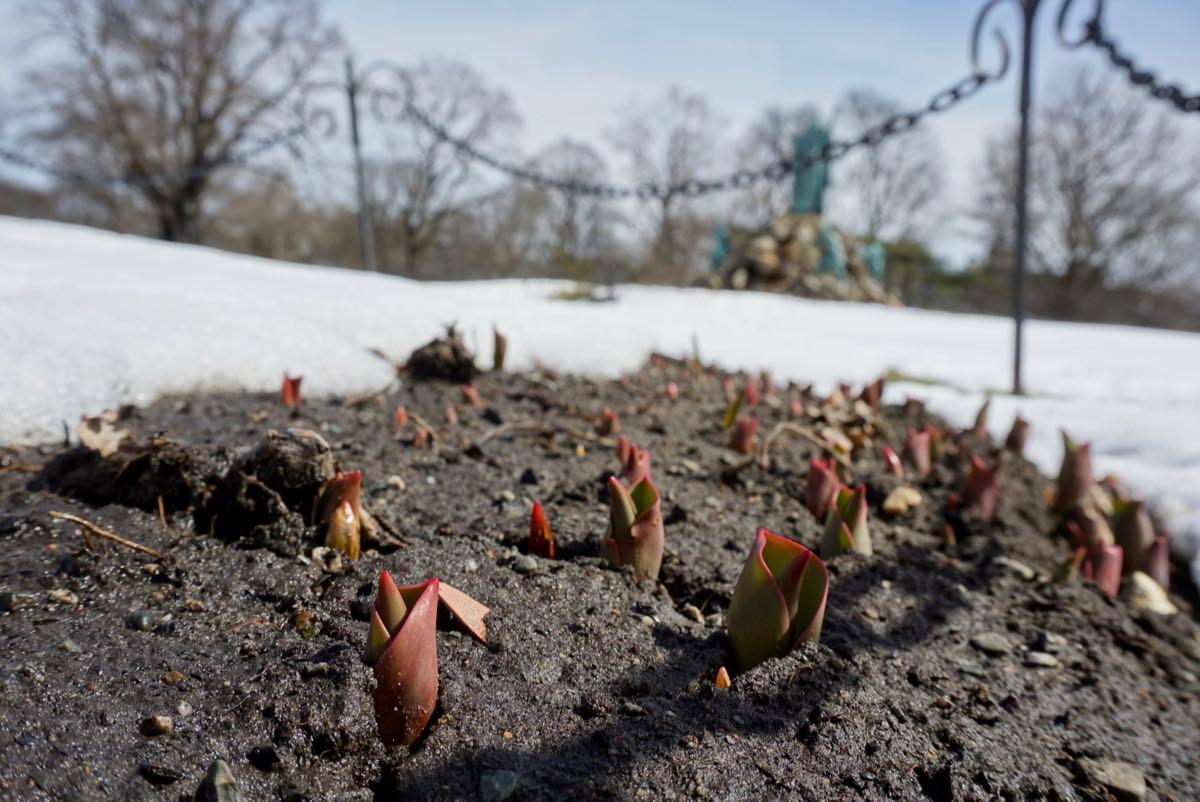 tulips pushing through dirt Washington Park 2018-03-22