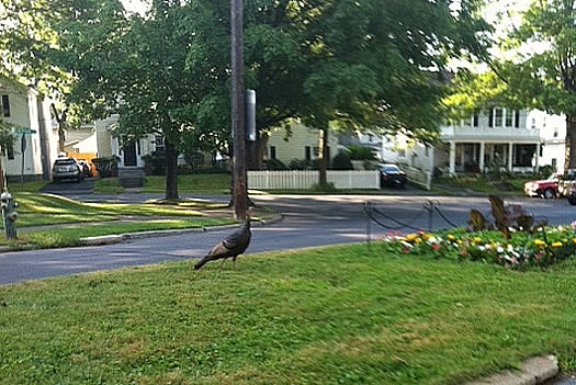 turkey melrose neighborhood albany