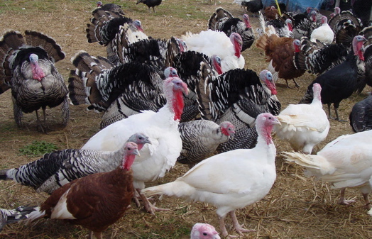 turkeys on farm