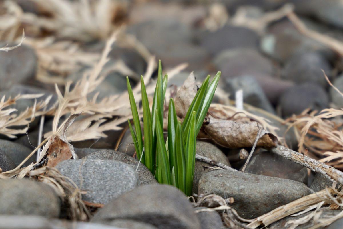 unbloomed crocus 2018-03-20