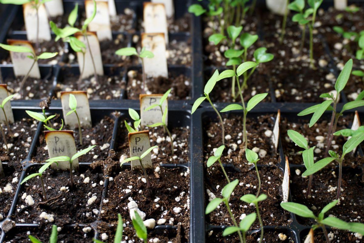 vegetable seedlings in a container