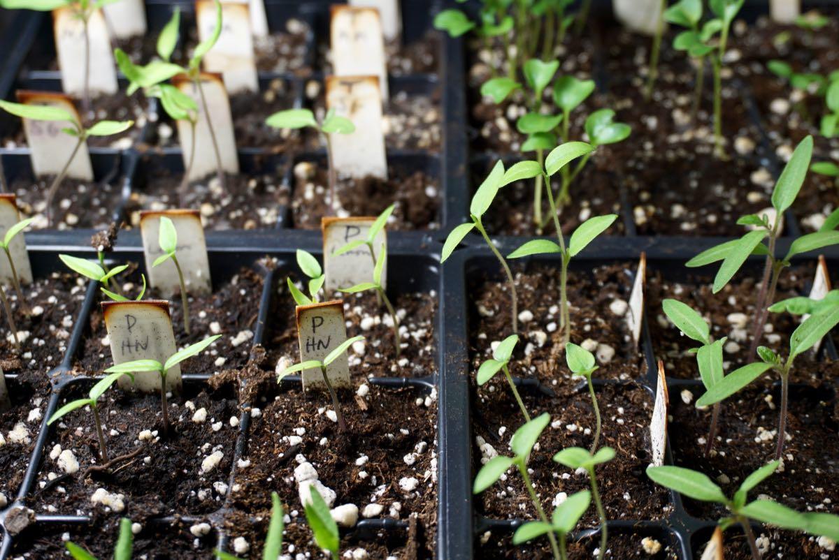 vegetable seedings in tray