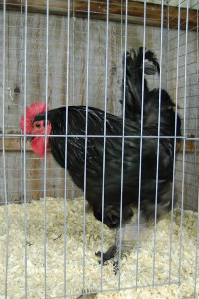 washco_fair_rooster.jpg