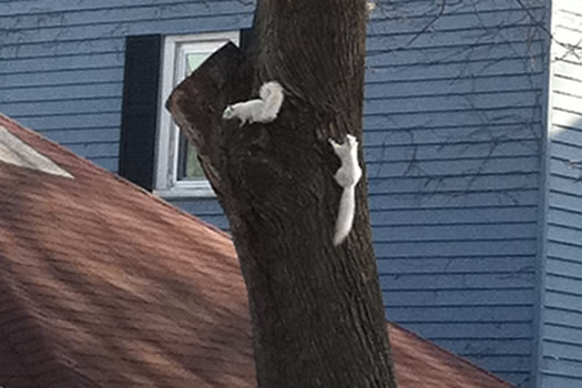 white squirrels delaware ave albany