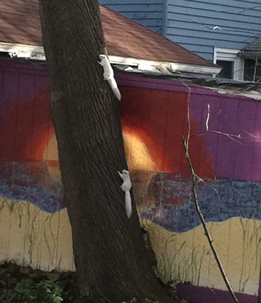 white squirrels delaware ave albany tall