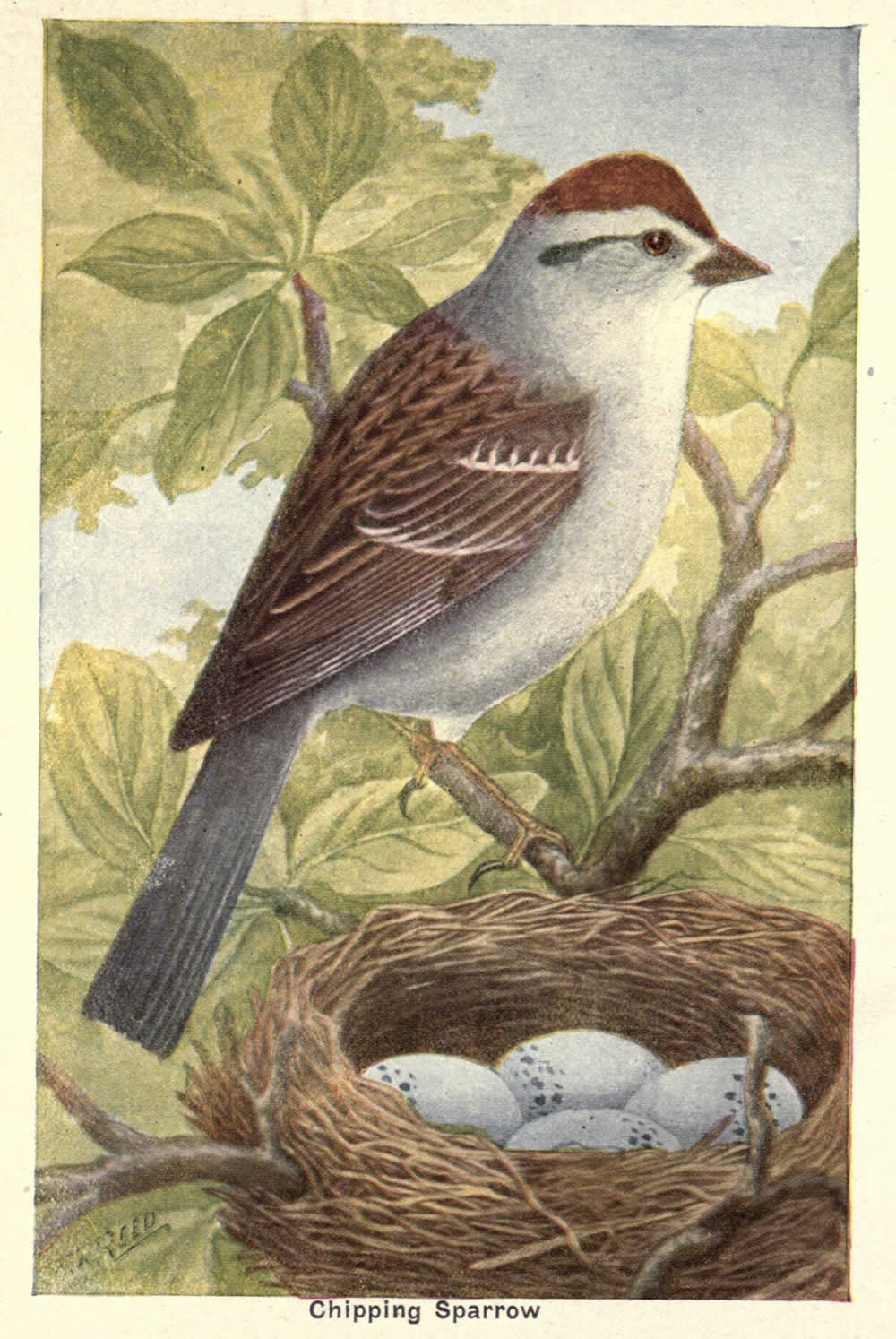 wild birds of ny sparrow cover