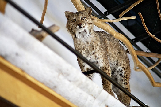 wild center bobcat