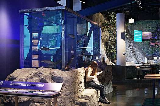 wild center interior