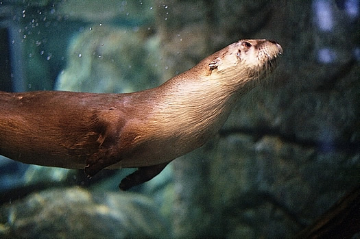 wild center otter