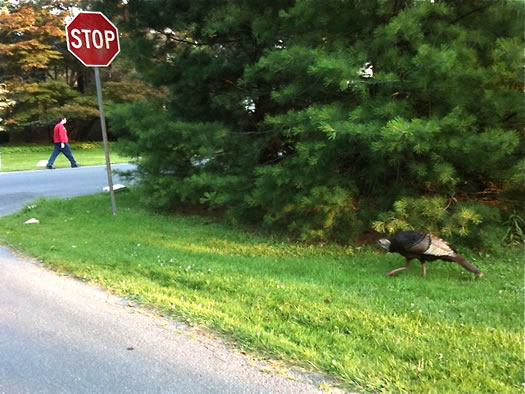 wild turkey buckingham pond neighborhood