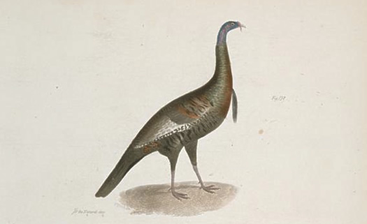 wild turkey zoology of new york