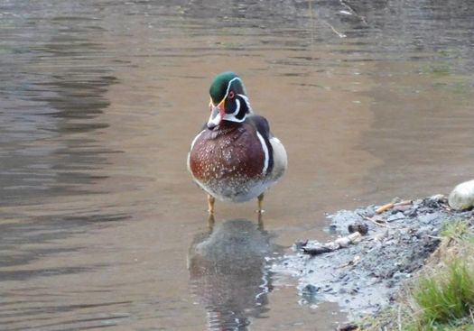 wood_duck_julie_madsen.jpg