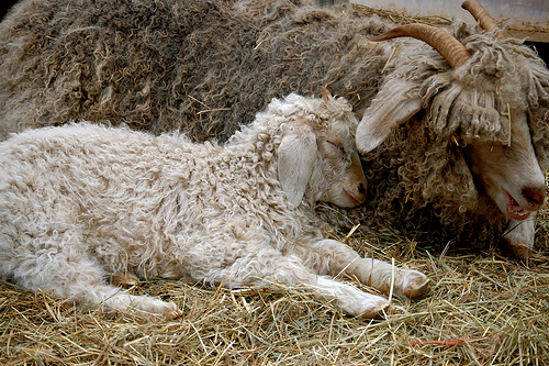 yarn share sheep