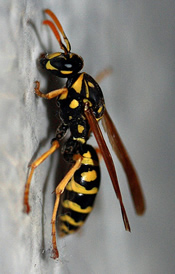 yellow jacket