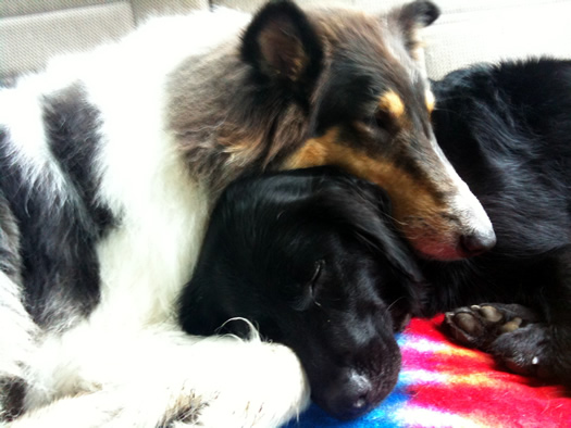 otto and daisy snuggling