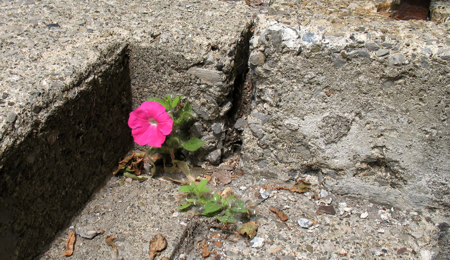 sidewalk petunia