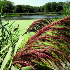 Tivoli Park Peace Farm