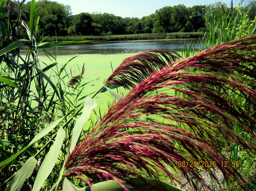 Startups2016 Tivoli Park Peace Farm invasive plants